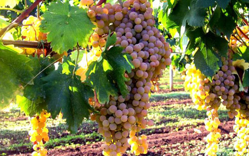瑪爾維薩（Malvasia）