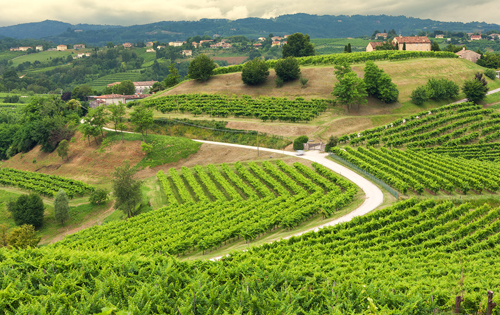  特雷維索產區(qū)（Prosecco di Treviso）