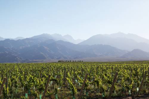 優(yōu)克谷產區(qū)（Uco Valley）